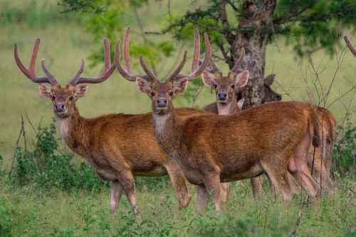 Комодский дракон: описание, факты, видео и фото