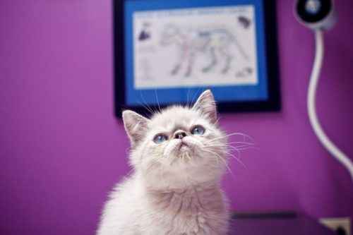 ТОП 10 пород кошек с белым окрасом — список, характеристика и фото