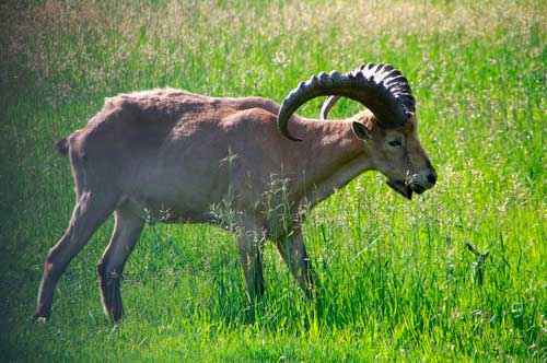Животный мир Кавказа - список, характеристика и фото