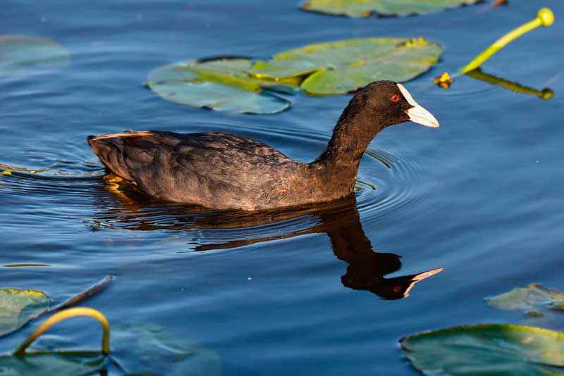 Водоплавающие птицы: описание, представители и фото