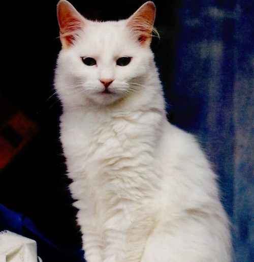 ТОП 10 пород кошек с белым окрасом — список, характеристика и фото