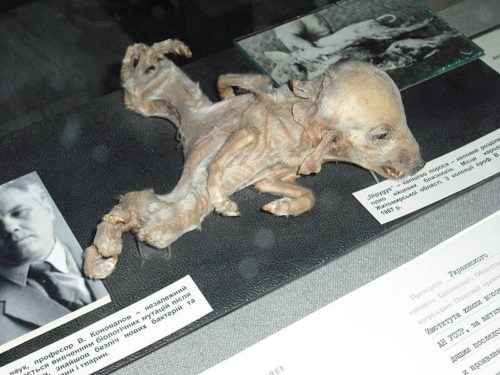 Животный мир Чернобыля - характеристика, мутации, фото и видео