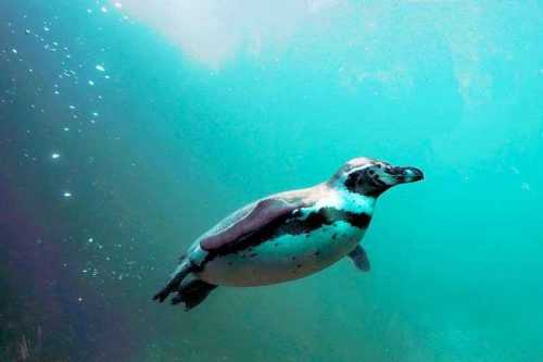 Морские птицы: описание, представители и фото