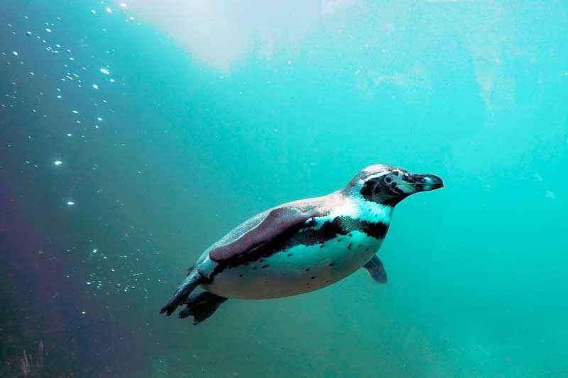 Водоплавающие птицы: описание, представители и фото