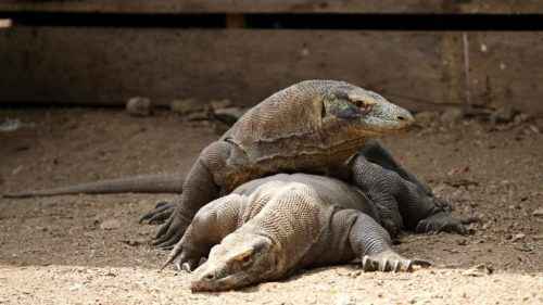 Комодский дракон: описание, факты, видео и фото