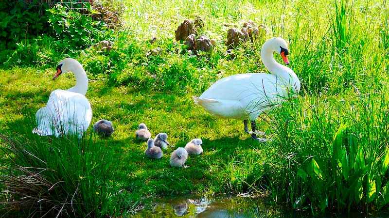 Водоплавающие птицы: описание, представители и фото