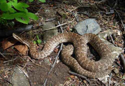 Животный мир Байкала — список, характеристика и фото