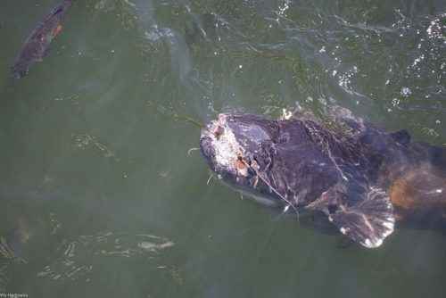 Животный мир Чернобыля - характеристика, мутации, фото и видео