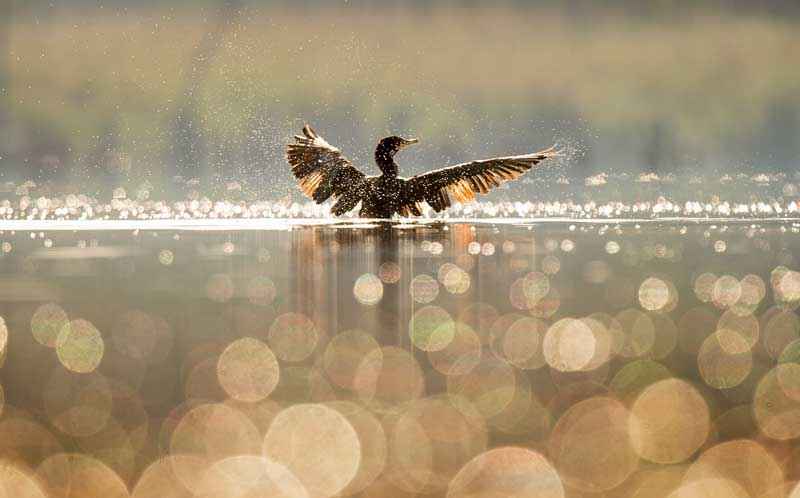 Водоплавающие птицы: описание, представители и фото