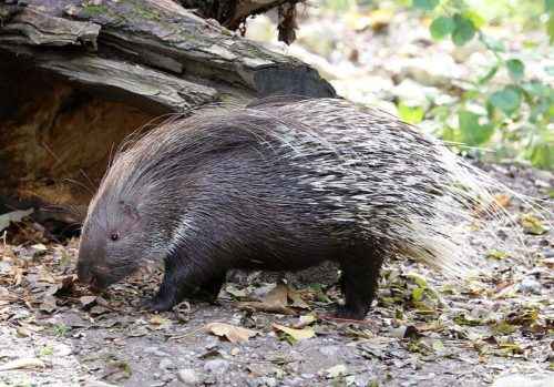 Животные жарких районов мира - особенности, интересные факты и фото