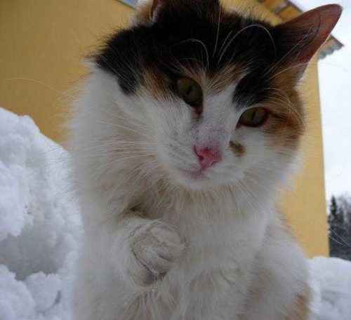 Породы трёхцветных кошек — список, характеристика и фото