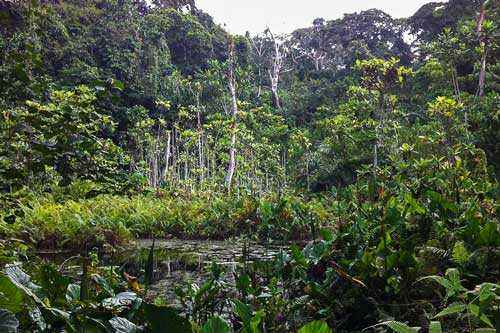 Какие природные зоны есть в Африке — описание, климат, почвы, животные и растения