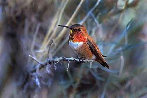 ТОП 16 самых маленьких птиц в мире - список видов, характеристика и фото