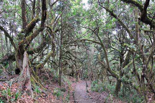 Природные экосистемы - виды, характеристика и фото