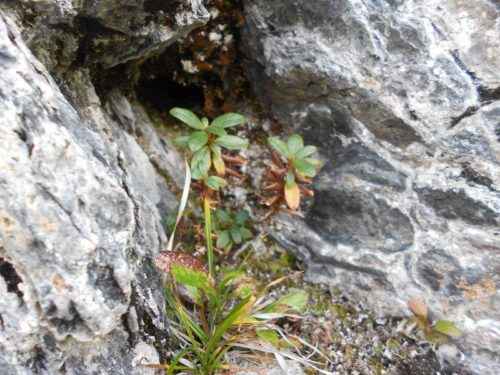 Растительный мир Байкала - примеры, характеристика и фото