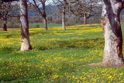 Какие природные зоны есть в Северной Америке — описание, климат, почвы, животные и растения