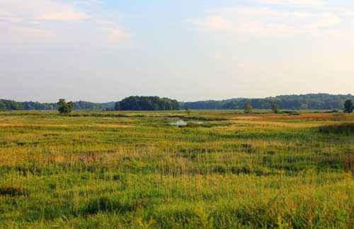 Какие природные зоны есть в Северной Америке — описание, климат, почвы, животные и растения