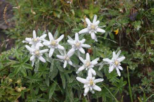 Растительный мир Байкала - примеры, характеристика и фото