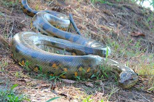 Какая змея самая большая на планете - фото и описание крупнейших видов змей