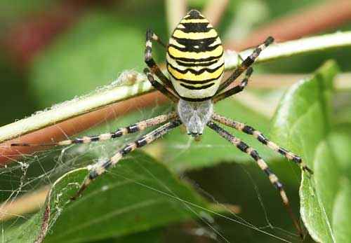 Какие ядовитые виды пауков есть в России - список, характеристика и фото