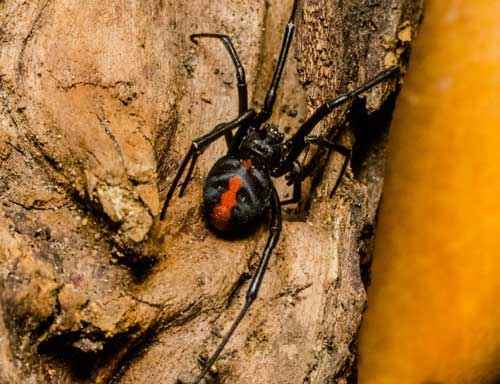 Какой паук самый ядовитый на Земле - фото и описание опаснейших видов пауков