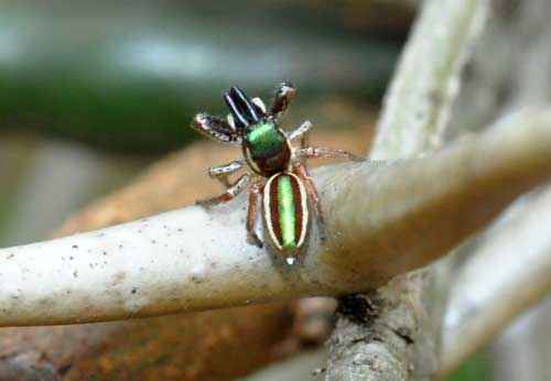 Самые красивые и милые пауки в мире - фото, названия и описание