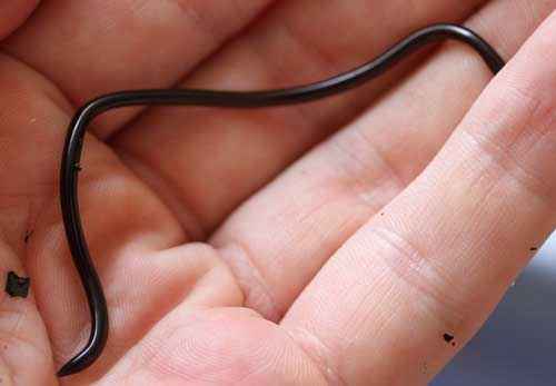 Какая змея самая маленькая на планете? Фото и описание