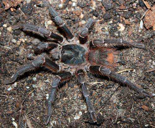 Какой паук самый большой на Земле - фото и описание крупнейших пауков планеты