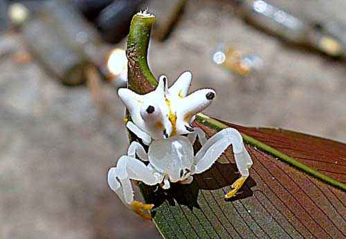 Самые красивые и милые пауки в мире - фото, названия и описание