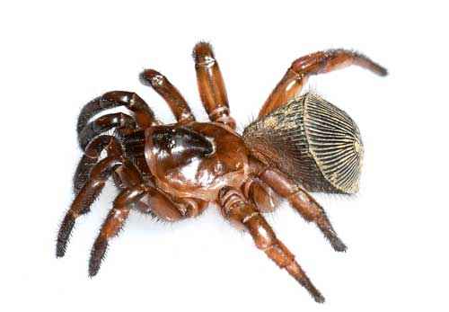 Какой паук самый ужасный и странный на Земле - фото и описание страшных на вид пауков