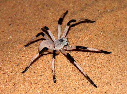 Какой паук самый большой на Земле - фото и описание крупнейших пауков планеты