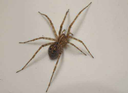 Какой паук самый большой на Земле - фото и описание крупнейших пауков планеты