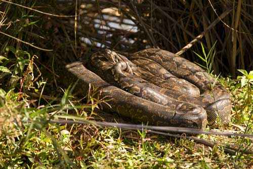 Какая змея самая большая на планете - фото и описание крупнейших видов змей