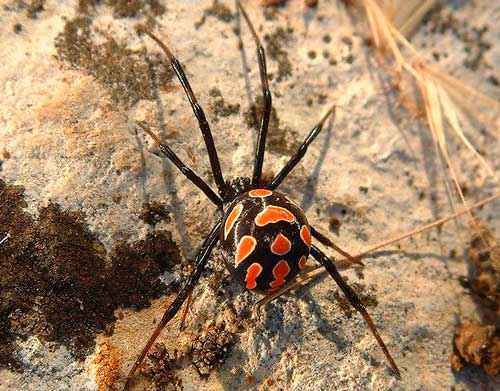 Самые красивые и милые пауки в мире - фото, названия и описание