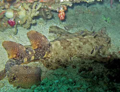 Виды и отряды акул - характеристика, примеры и фото