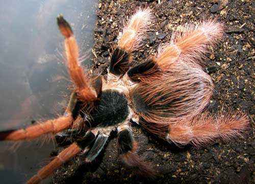 Какой паук самый большой на Земле - фото и описание крупнейших пауков планеты