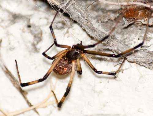 Какой паук самый ядовитый на Земле - фото и описание опаснейших видов пауков
