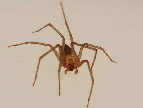 Какой паук самый ядовитый на Земле - фото и описание опаснейших видов пауков