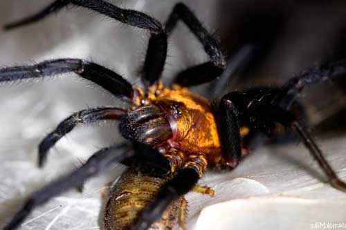 Какой паук самый ужасный и странный на Земле - фото и описание страшных на вид пауков