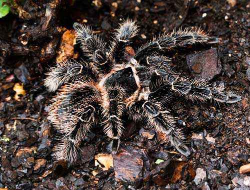 Какой паук самый большой на Земле - фото и описание крупнейших пауков планеты