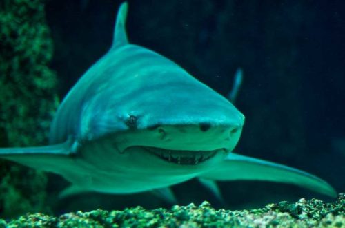 Какие виды акул самые опасные для человека - список, фото и описание