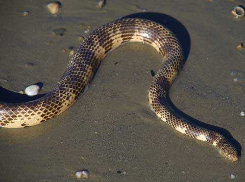 Какая змея самая ядовитая на Земле - фото и описание опаснейших змей планеты