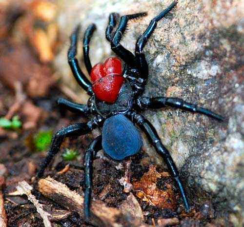 Какой паук самый ядовитый на Земле - фото и описание опаснейших видов пауков