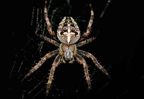 Какие ядовитые виды пауков есть в России - список, характеристика и фото