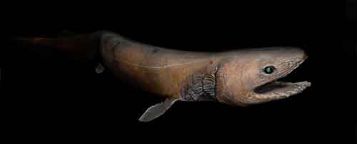 Виды и отряды акул - характеристика, примеры и фото