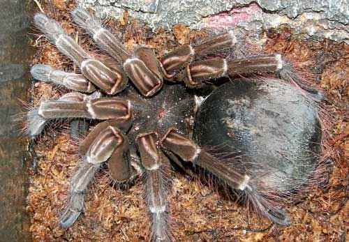 Самые страшные животные в мире - названия, описание и фото