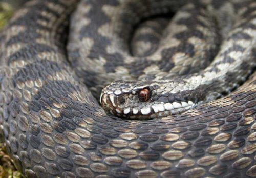 Какие животные впадают в спячку зимой? Список, характеристика и фото