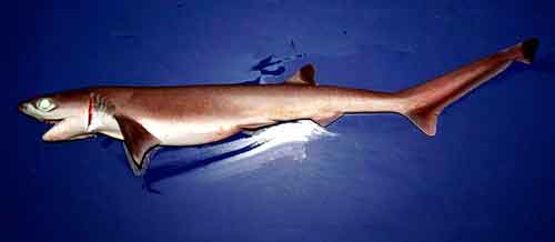 Виды и отряды акул - характеристика, примеры и фото