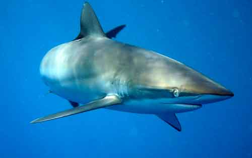 Виды и отряды акул - характеристика, примеры и фото