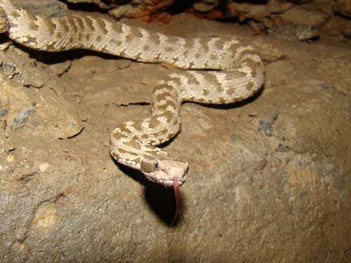 Какие ядовитые змеи обитают в России: фото, названия и характеристика